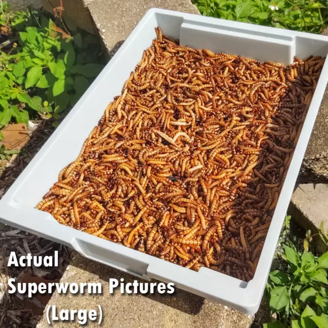 Live Superworms - FREE Shipping! Bulk, Grown Organic in Florida (50-2000) Large