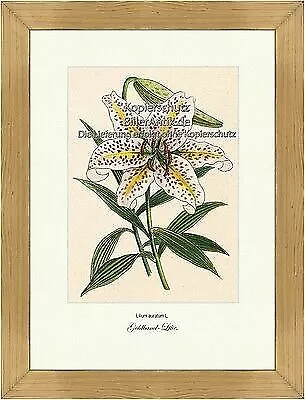 Goldband-Lilie Lilium auratum Bedecktsamer Zierpflanze Vilmorin A4 236