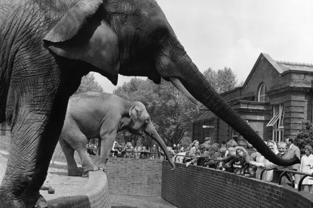 Trunk Stretching Elephants Entertaining at Zoo Photo Art Print Poster 18x12