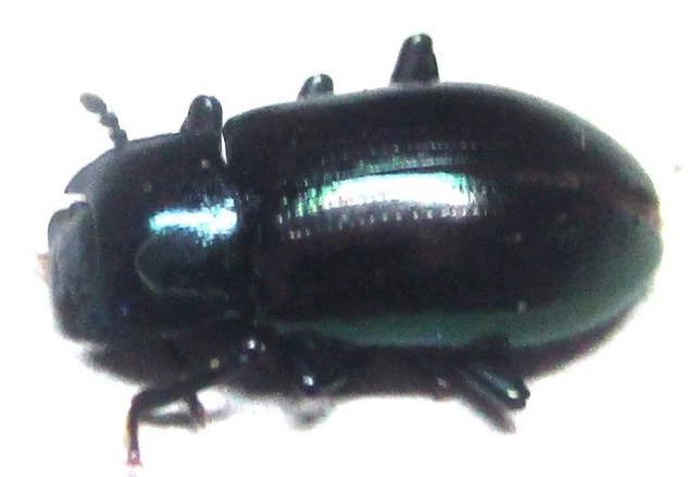 K009 MI : Tenebrionidae species? 7mm**********************