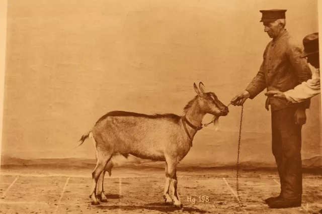 seltene Bilder Drucke Sieger tiere Original 1910 Top Zustand schöne Rarität