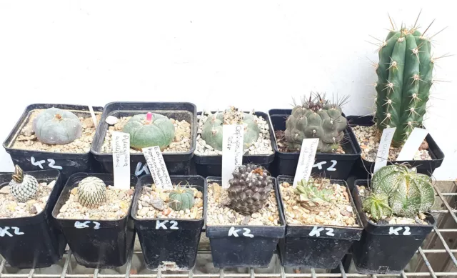 11 verschiedene Kakteen aus Mexiko und Chile , Turbinicarpus, Copiapoa etc  (K2)