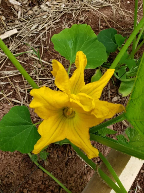 Black Beauty Zucchini, Squash Seeds (c. pepo)  Heirloom – 10/20 Seeds 3