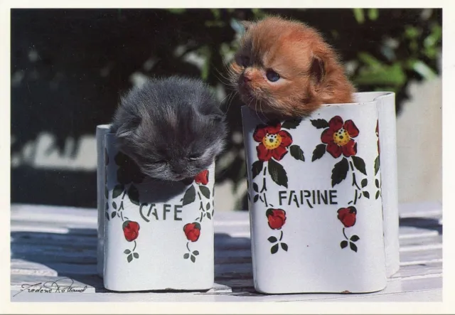 Cpsm / Carte Postale / Chat / Cat / Photo Frederic Rolland / Chatons Persans
