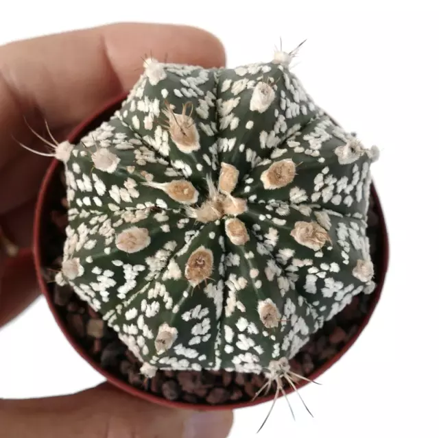 Astrophytum cv ONZUKA x SUPERKABUTO x CAPRICORNE BC3 -  - BC3