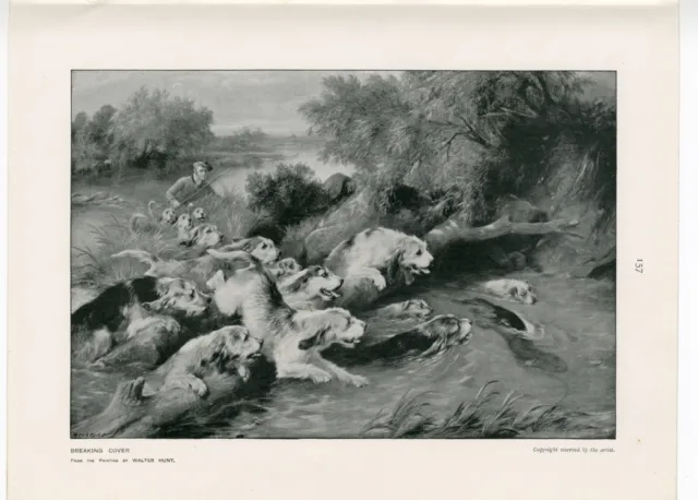 Otterhound Hunting Rare Antique 1907 Dog Print