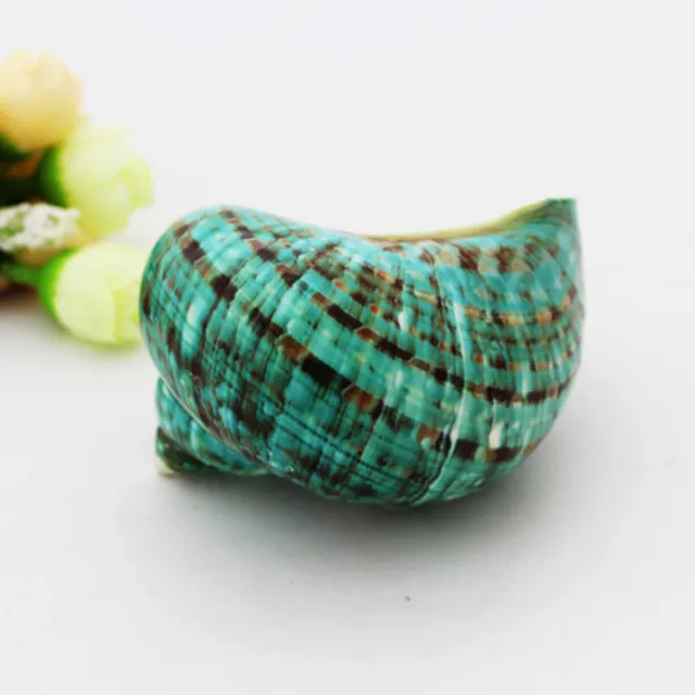 10cm Naturel Vert Coque Conque Artisanats Mer Snail Poisson Réservoir Décor 2