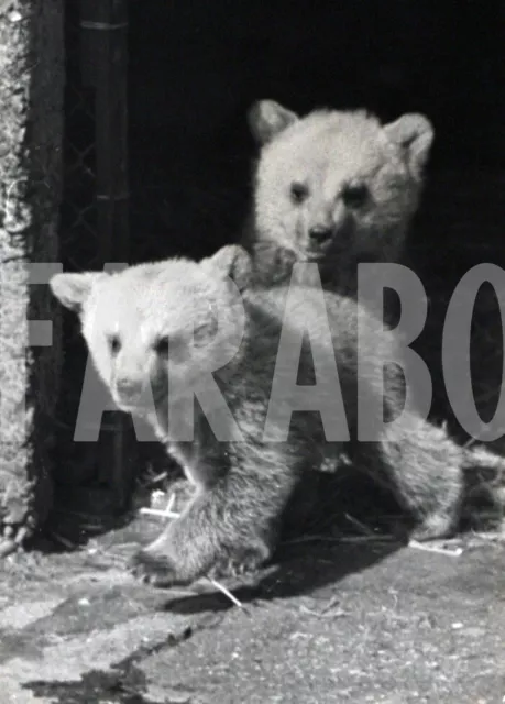 Foto vintage de archivio Animales, Debut De Gemelos Por Oso Polar, impresión