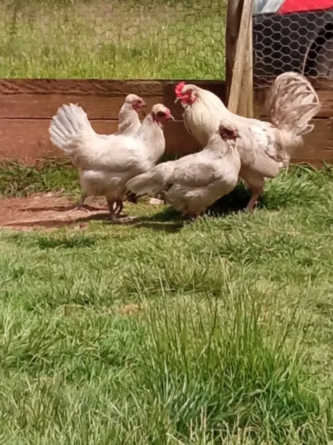 6 Exhibition Quality Lavender Araucana LF Hatching Eggs from A&J Poultry 3