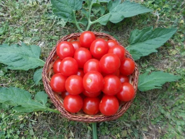 Honig Tomate - Sträucher Büsche Obst Gemüse Kletterpflanze für den Balkon Garten