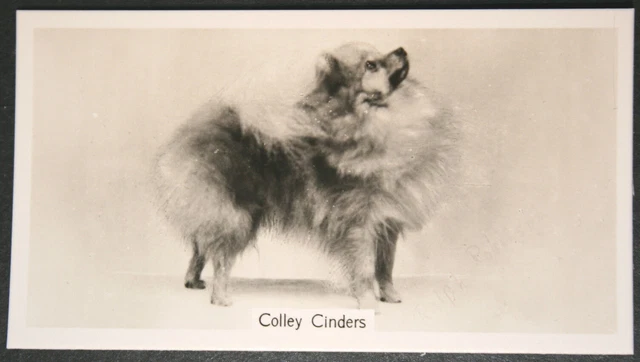 POMERANIAN  Breed Champion   Vintage 1930's Photo Card   QC28M