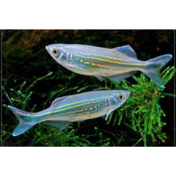 5x Giant Danio (1.5-2") Live Fish 2Day Fedex shipping