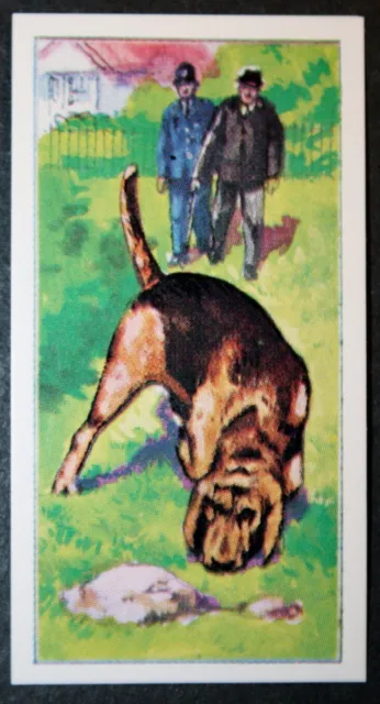 BLOODHOUND  Police Sniffer Dog   Illustrated Card  QC10