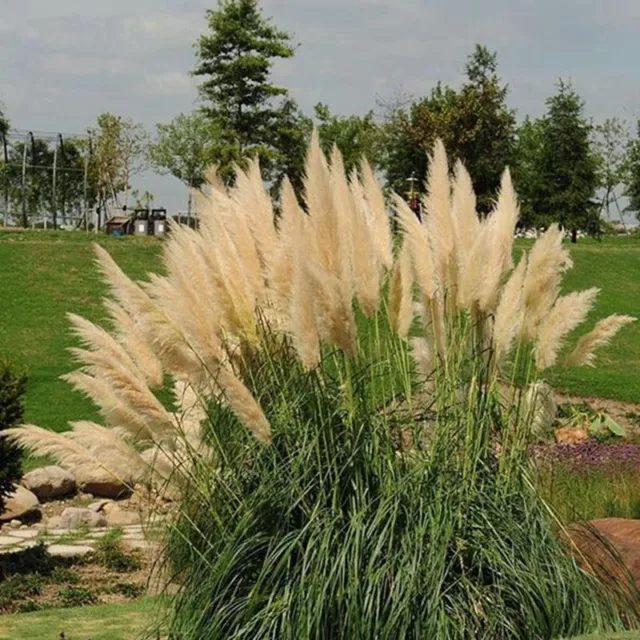 400 Pampas Garss Seeds Cortaderia Selloana Ornamental Flowers