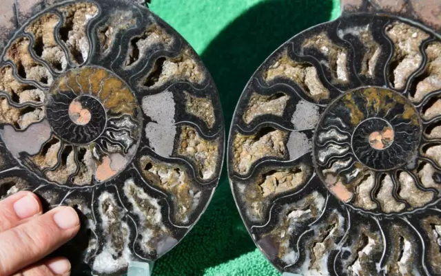 Cut Split PAIR Ammonite Deep Crystal Cavity 110myo Fossil 208mm XXL 8.2" a3974ee