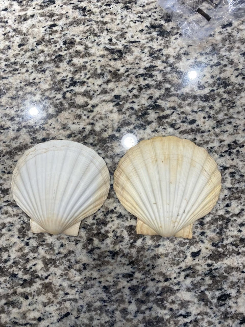 Large 5” Natural Color Scallop Sea Shells Crafts Beach Decor (LOT OF 2)