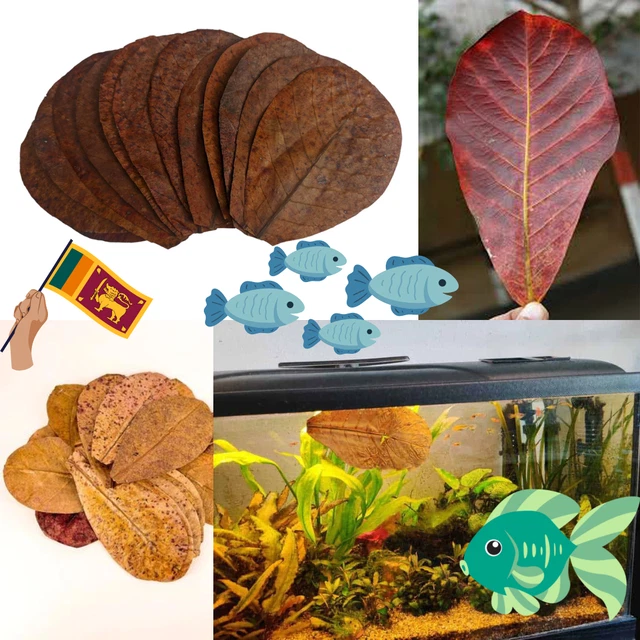 25  Aquarium Almond Indian Dried Leave Fish Catappa Ketapang  Shrimp Leaf Tank
