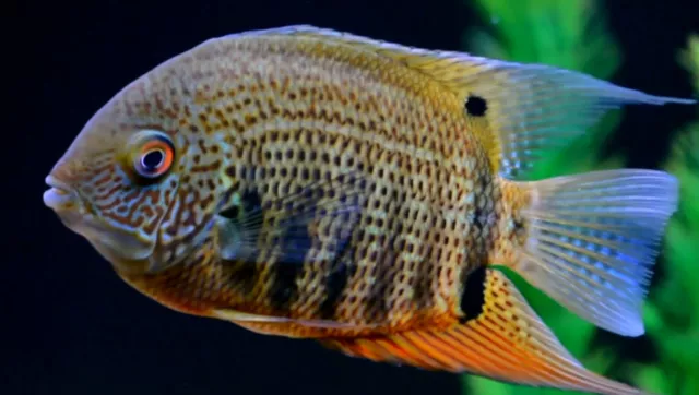 Red Spotted Turquoise Severum