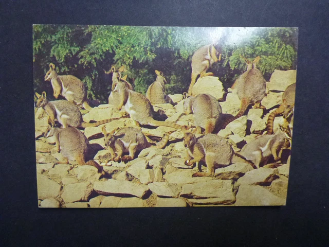 Retro Australian Postcard- Rock Wallabies Adelaide Zoo
