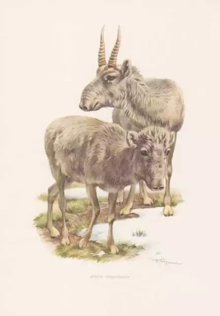 Saiga Saiga tatarica Farbdruck von 1959 Zoologie