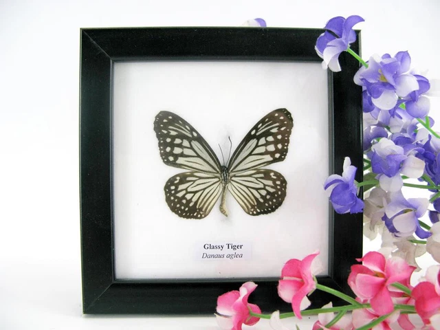 Glassy Tiger - beautiful real butterfly prepared - framed- museum quality