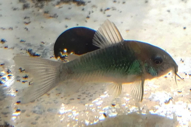 1 Freshwater Green Corydoras Catfish Ship Well In All Weather Fun Fish
