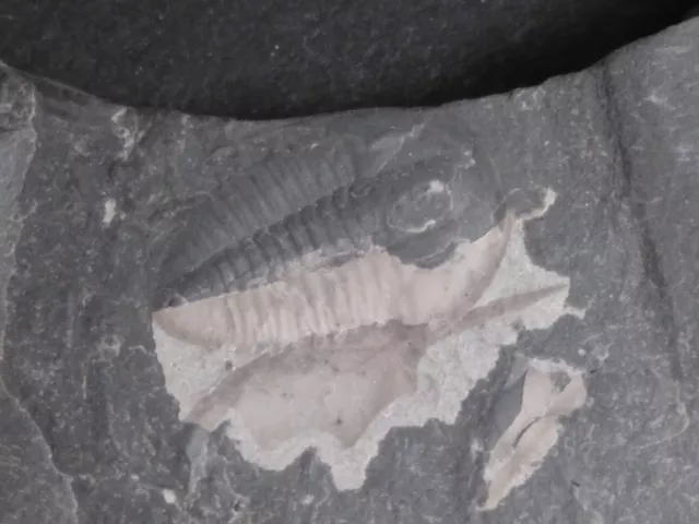 Trilobit Maotunia sp. Mittelkambrium Fossilien Versteinerung Fossils Deko