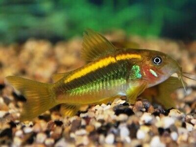1 Pair Live Gold Laser Corydoras Cory Catfish Freshwater Tropical Fish Grade A++