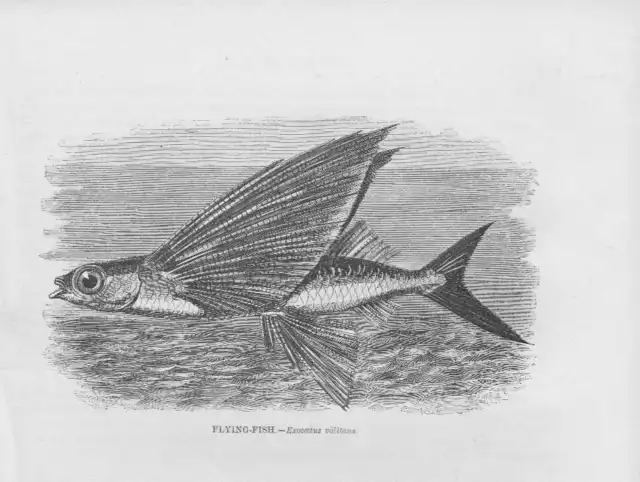 Schwalbenfisch Exocoetus volitans HOLZSTICH von 1863 flying fish