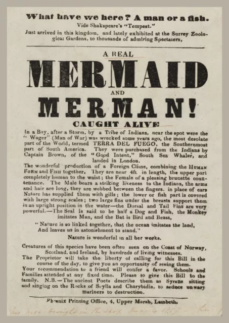 13516.Wall Decor Poster.Room Interior home design.Mermaid merman caught alive