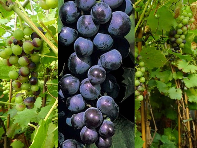 Vitis vinifera Muskat New York Weinrebe Tafeltraube Wein Weintraube Winzersorte