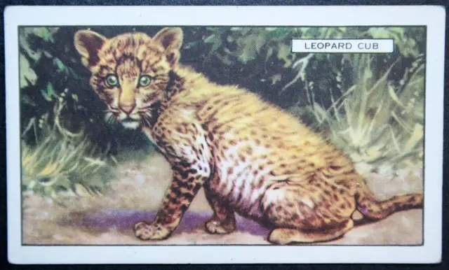 LEOPARD CUB   Vintage 1937 Illustrated Wildlife Card  CD12M