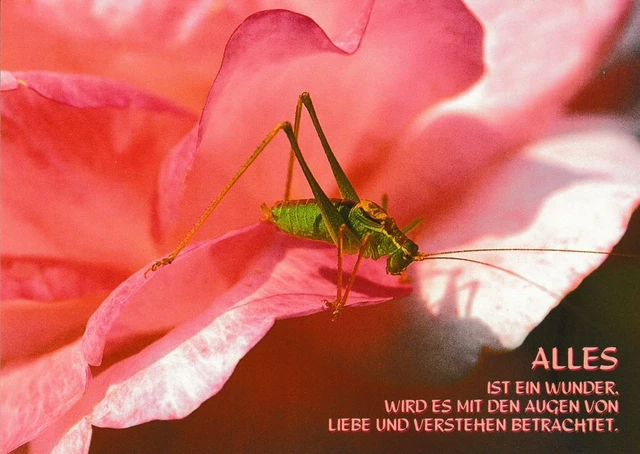 Buddhistische Postkarte "Alles ist ein Wunder. ..."
