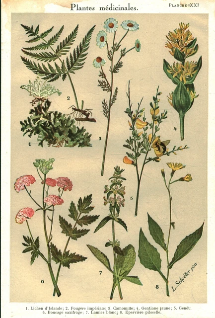 Botanique gravure plantes médicinales de France Laurier cerise 1928