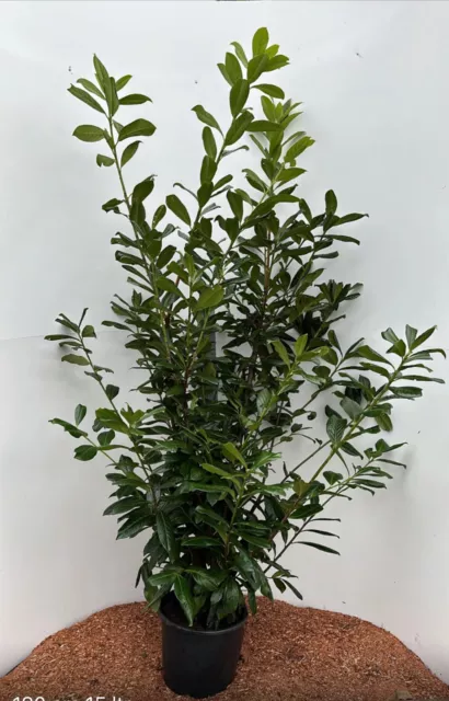 30st. Kirschlorbeer Novita 170-200cm im Topf  Heckenpflanzen Prunus  XXL Hecke