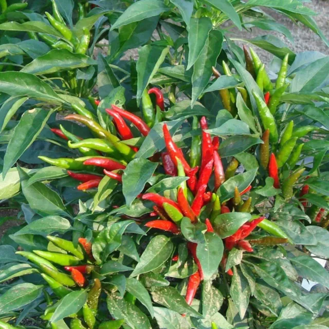 CHILLI THAI LONG STEM SEEDS Summer Vegetable Garden Extreme Hot Chilli Seeds