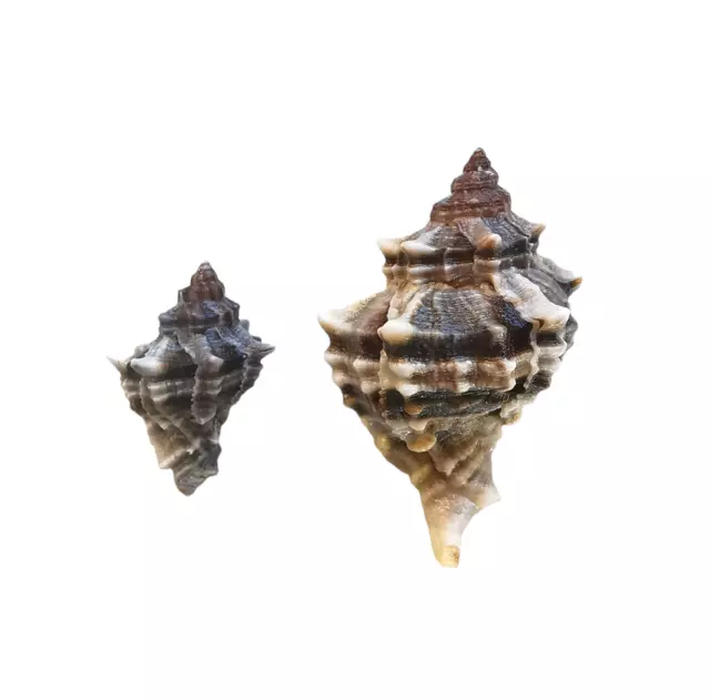 SHELLS CONCHIGLIE SET OF 2 HEXAPLEX TRUNCULUS mm.61,7 mm.37,4 MEDITERRANEO