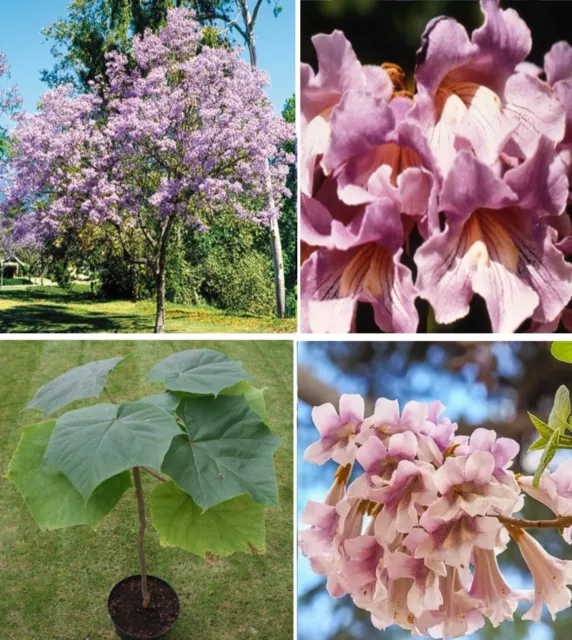 Pink Empress Tree | Paulownia Elongata  | 100+ fresh seeds | Same Day Dispatch