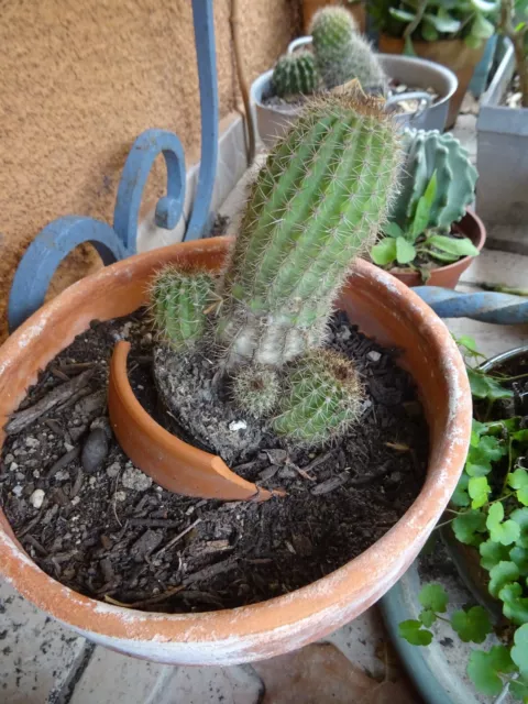 cacté avec rejetons  fleur parme+3boutures de aéoniums