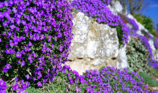 Blaukissen Samen 500 Samen Aubrieta Bodendecker in Blau + Lila mehrjährig