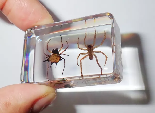 Spiny Spider & Water Spider Collection Set Clear Education Insect Specimen