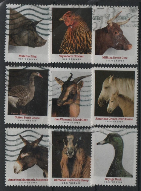 USA Used Luxury 2021 Farm Animals Horses Pig Chicken USA Used Luxury 2021 Farm Animals Horses Pig Chicken