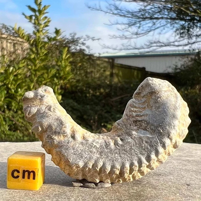 Rastellum oyster polished bivalve fossil - unique "fossil alien"