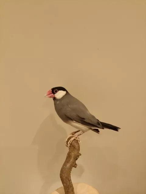 Vogel präparat,taxidermy bird, Reís Amadine, Java Sparrow