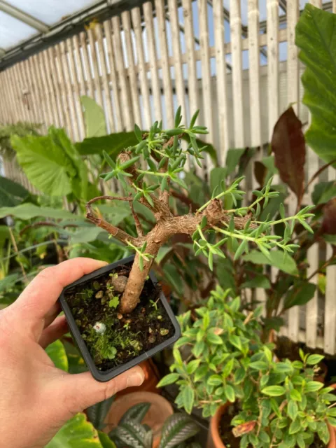 Crassula sarcocaulis - rustique - 1 plant