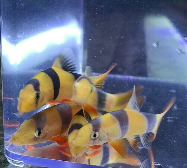Live 1.5-2" Clown Loach (Pack of 3 Freshwater Aquarium Fish) *PLS READ DESCR* 2
