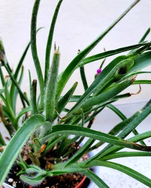 Tradescantia hirta Setcreasea hirsuta "Swifttail"