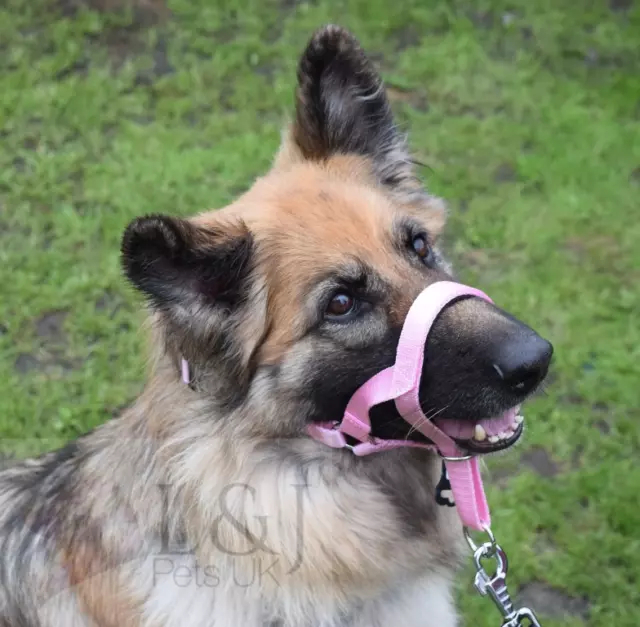 Gepolstert Kopf Kragen Champion Hund Training Neckholder Stück Ziehung Werkzeug