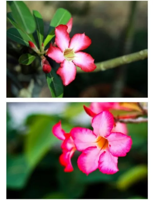 10X Desert Rose Fresh Seeds (Adenium Obesum) Seeds from Australia