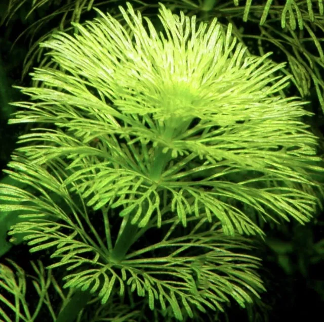 Plantes aquarium Limnophila sessiliflora